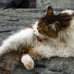 Comment nettoyer les oreilles d&rsquo;un chat : le guide complet