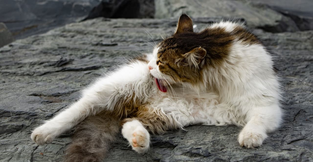 You are currently viewing Comment nettoyer les oreilles d’un chat : le guide complet