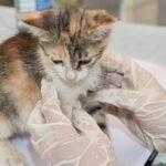 En combien de temps agit un vermifuge chez le chat