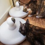 Faut-il donner de la pâtée au chat tous les jours