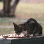 Herbe à chat : à quoi ça sert ?
