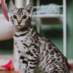 Le chat le plus cher du monde : top 10 des races les plus onéreuses