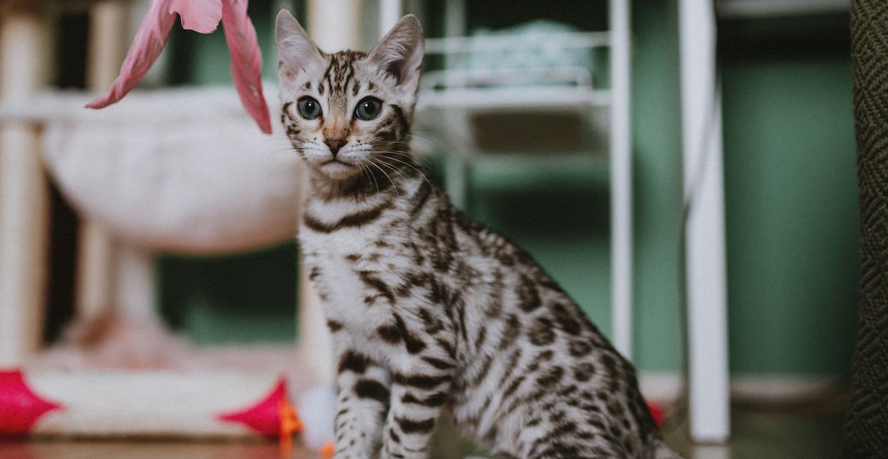 You are currently viewing Le chat le plus cher du monde : top 10 des races les plus onéreuses