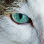 Mon chat a les yeux qui coulent : causes et solutions