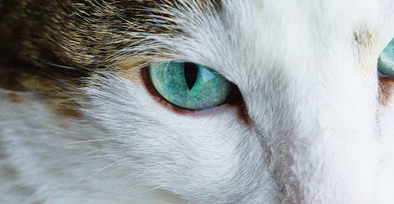 You are currently viewing Mon chat a les yeux qui coulent : causes et solutions