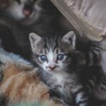 Mon chat fait caca partout alors qu&rsquo;il était propre : causes et solutions