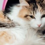 Mon chat ne fait plus caca depuis 4 jours : que faire ?