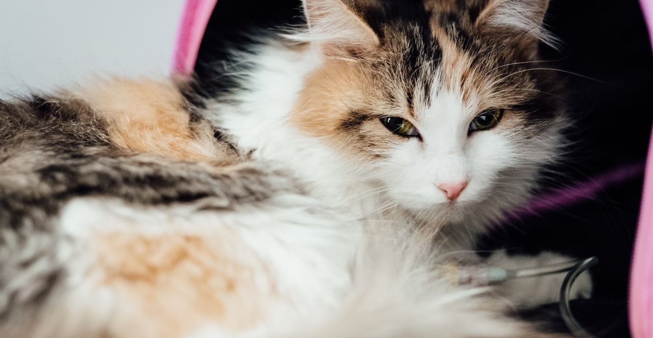 You are currently viewing Mon chat ne fait plus caca depuis 4 jours : que faire ?