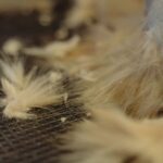 Mon chat perd beaucoup de poils : les solutions qui fonctionnent vraiment