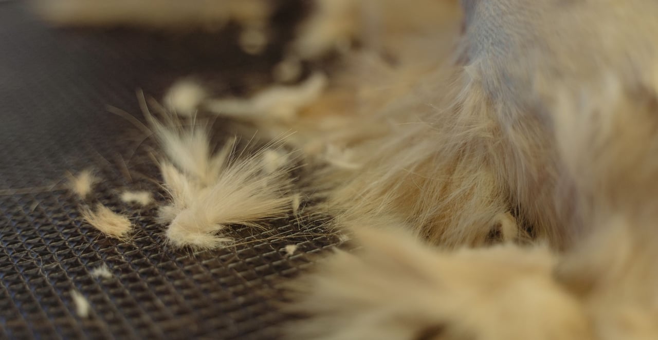 You are currently viewing Mon chat perd beaucoup de poils : les solutions qui fonctionnent vraiment