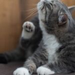 Comment enlever les puces d&rsquo;un chat sans produit