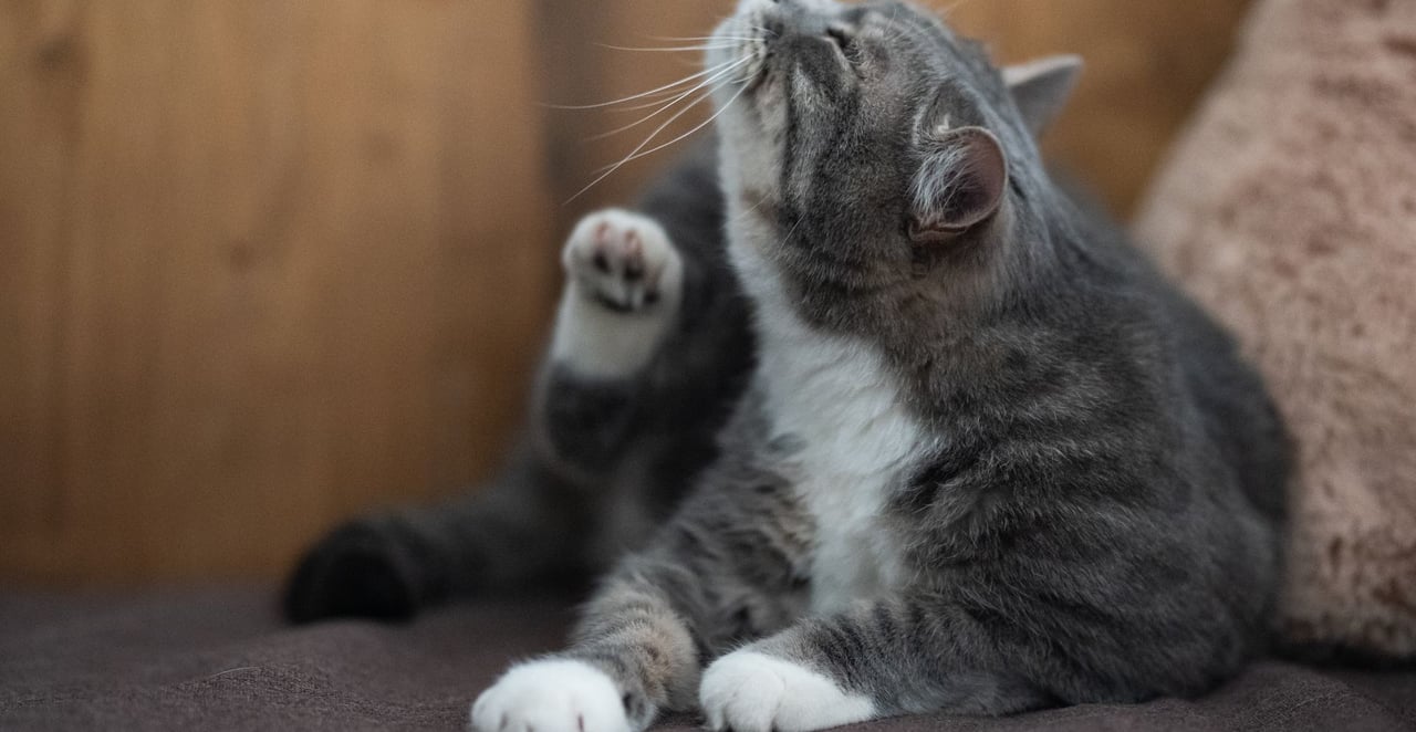 You are currently viewing Comment enlever les puces d’un chat sans produit