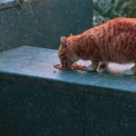 Quelle croquette donner à un chat de 12 mois ?