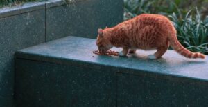 Lire la suite à propos de l’article Quelle croquette donner à un chat de 12 mois ?