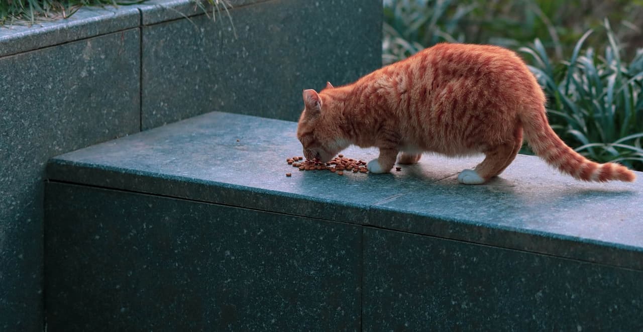 You are currently viewing Quelle croquette donner à un chat de 12 mois ?