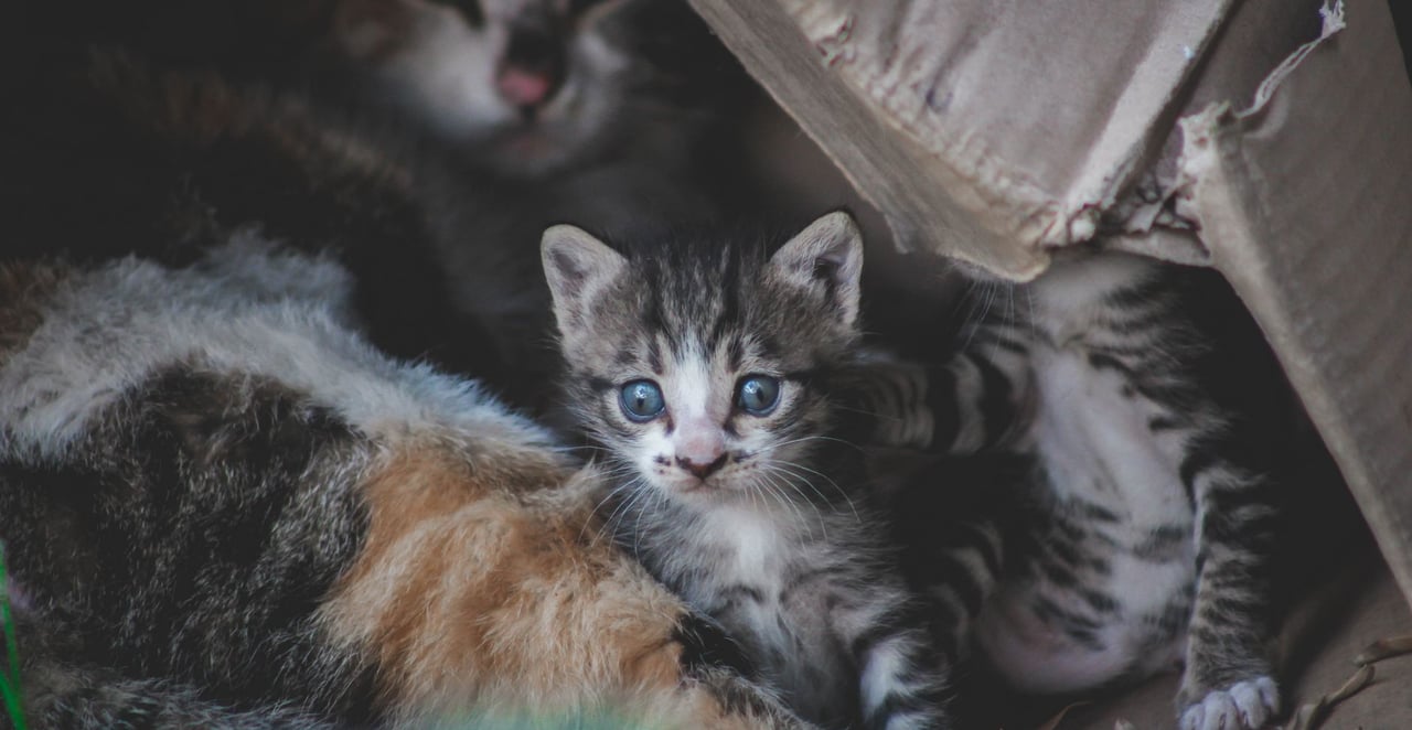 You are currently viewing Quelle est la meilleure litière pour chat ?