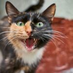 Vieux chat qui miaule fort sans raison : les causes et les solutions