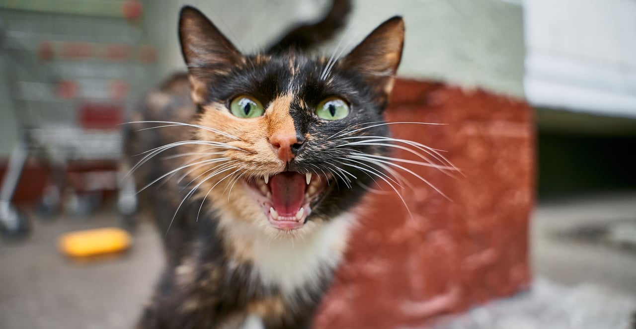 You are currently viewing Vieux chat qui miaule fort sans raison : les causes et les solutions