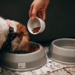 Combien de repas par jour pour un chien ?