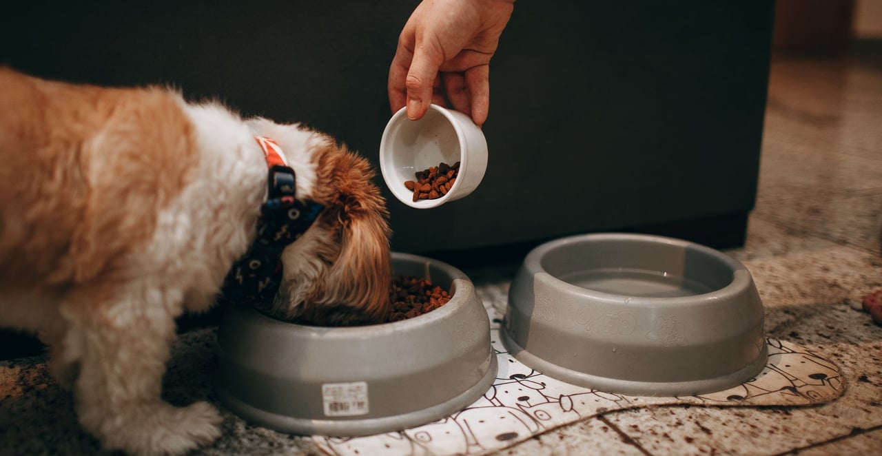 You are currently viewing Combien de repas par jour pour un chien ?
