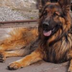 Quel est le meilleur chien de garde et de compagnie ?