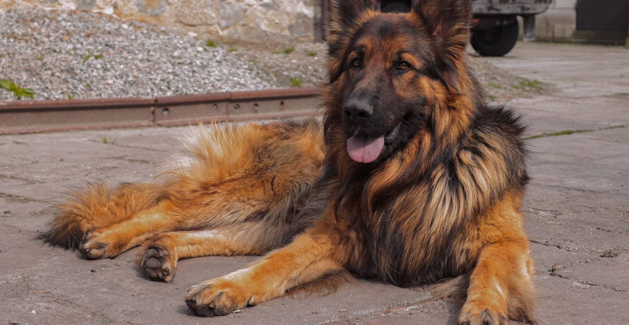You are currently viewing Quel est le meilleur chien de garde et de compagnie ?