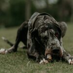 Quel est le chien le plus gros du monde ?