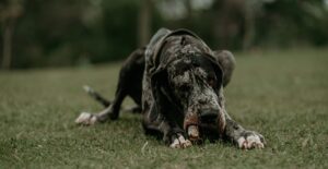 Lire la suite à propos de l’article Quel est le chien le plus gros du monde ?