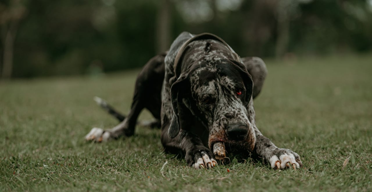 You are currently viewing Quel est le chien le plus gros du monde ?