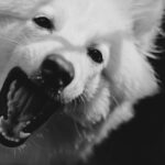À quel âge un vieux chien perd-il ses dents ?