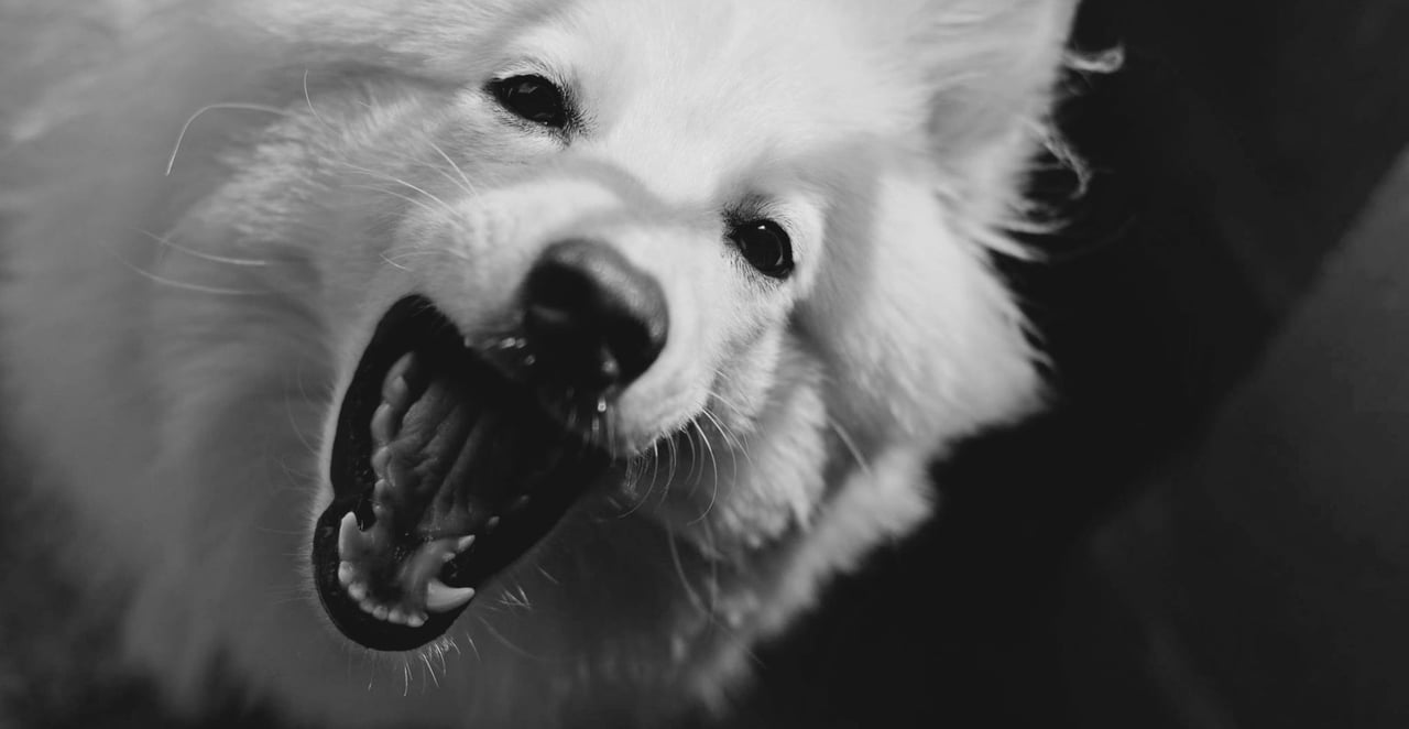 You are currently viewing À quel âge un vieux chien perd-il ses dents ?