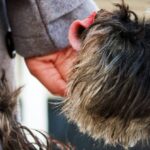 Pourquoi mon chien me lèche-t-il les mains ?