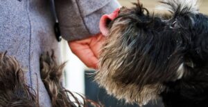 Lire la suite à propos de l’article Pourquoi mon chien me lèche-t-il les mains ?